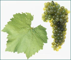 Chardonnay