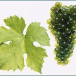 Permalink to: Weißwein aus Österreich