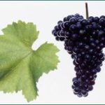 Permalink to: Rotwein aus Österreich